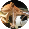 Octopus Paul - WK Poule 2022