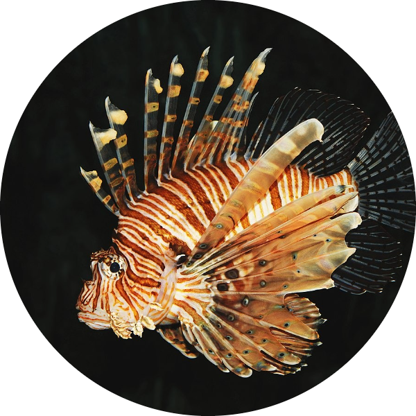 Lionfish - EK Poule 2021